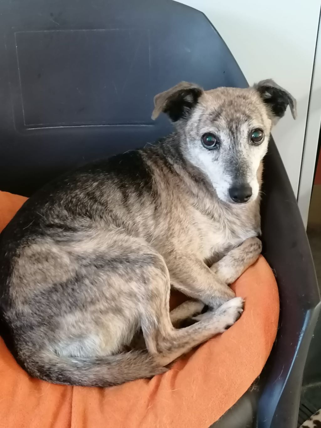 IMG 20211214 WA0008klein