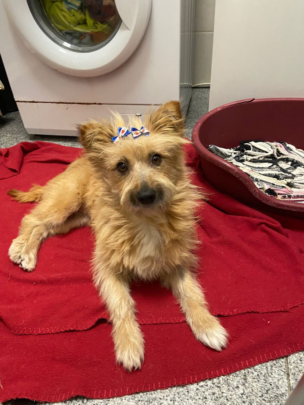 IMG 20221118 WA0021klein