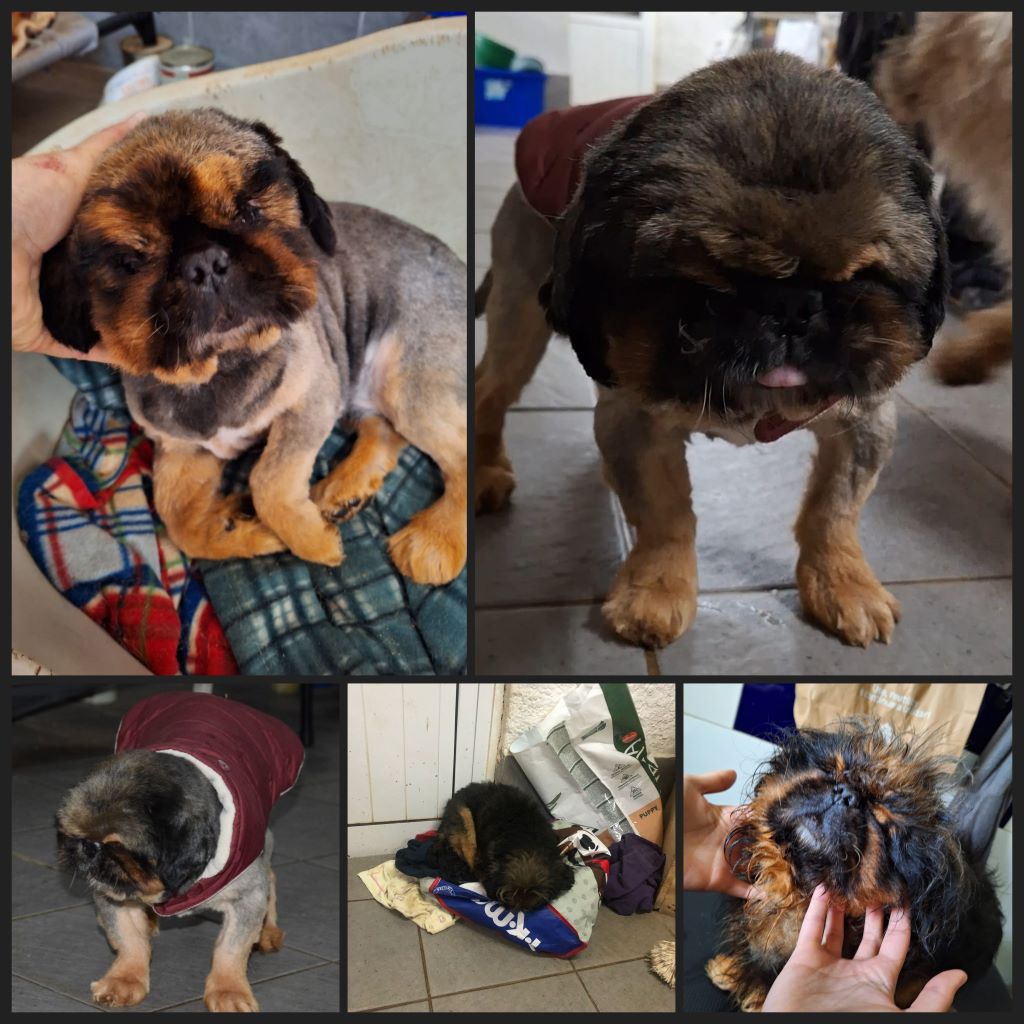 InCollage 20240227 080917533klein