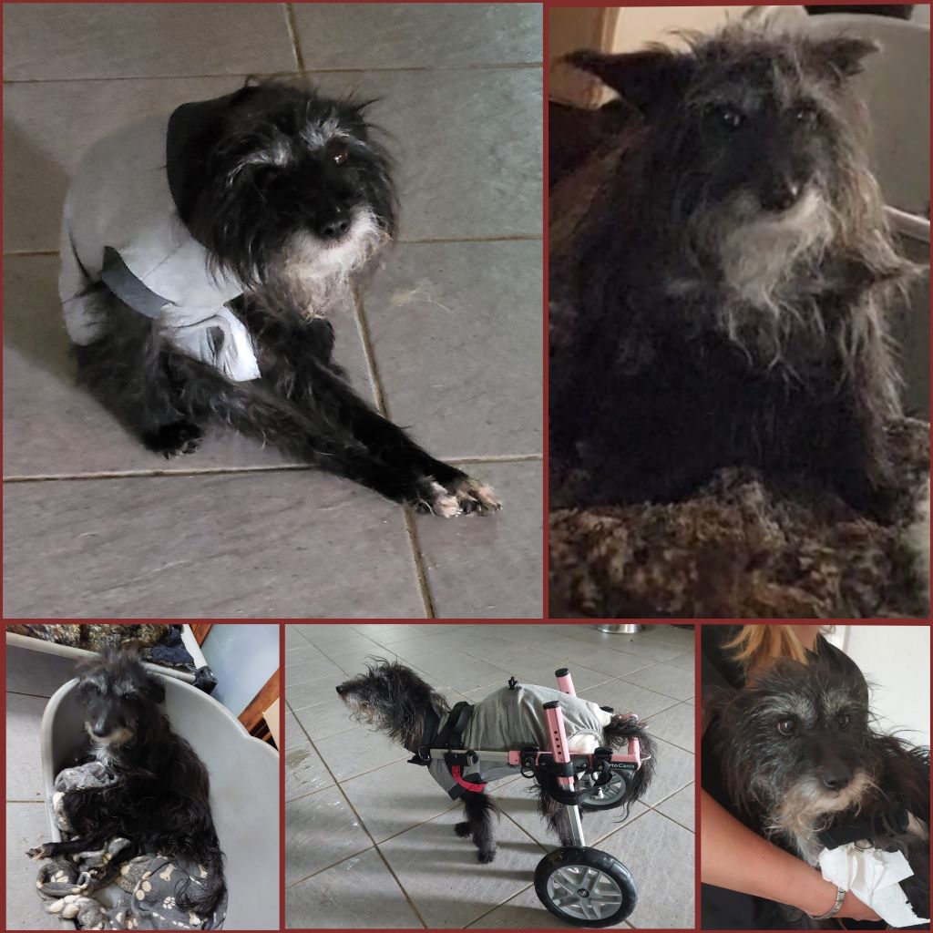 InCollage 20240326 190855235klein