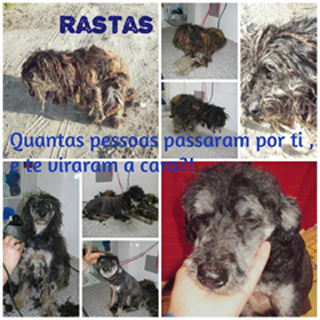 rastas2