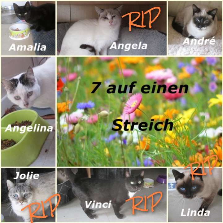 inCollage 20210705 203315796 1