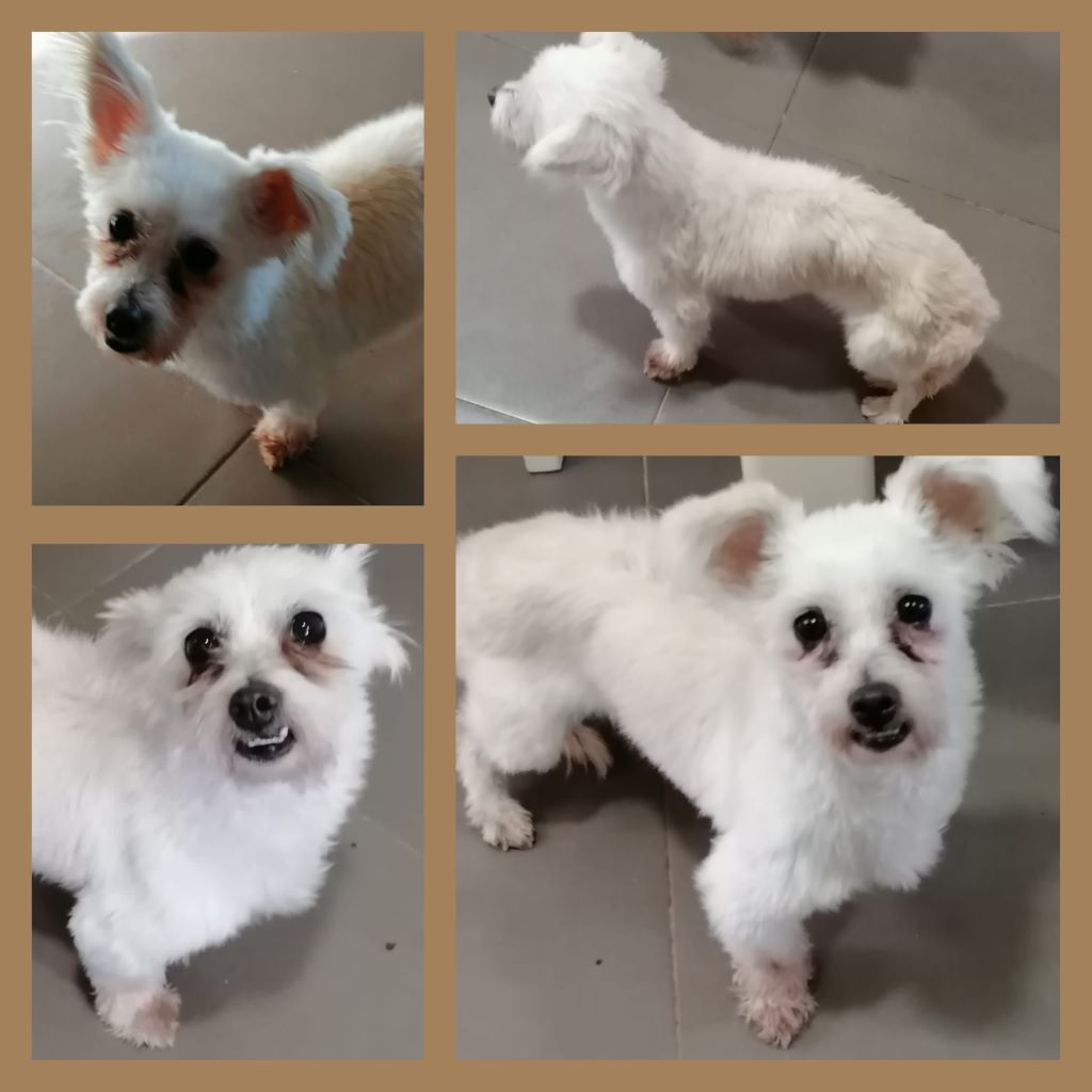 inCollage 20211015 163300017klein