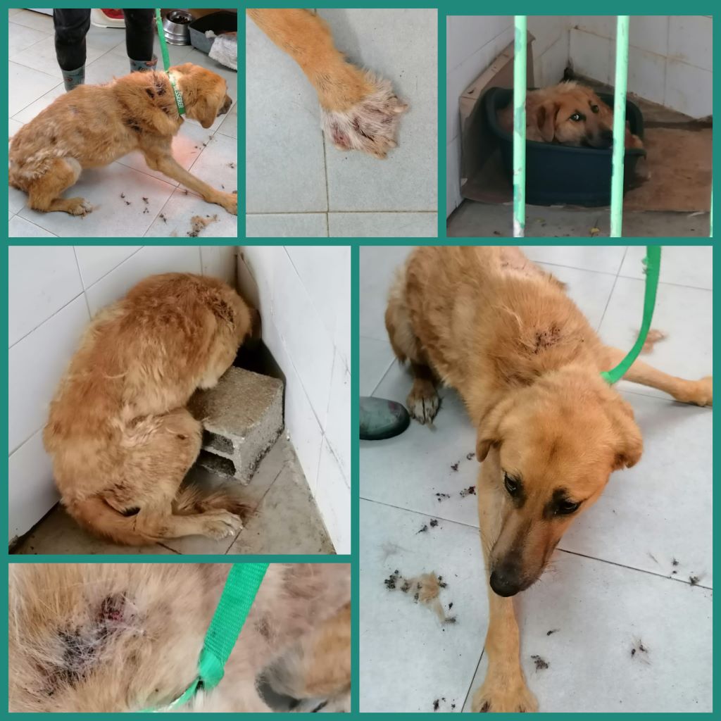 inCollage 20211205 204600540klein