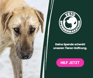 SMfT 2023 Werbung Fuer Vereine 300x250 Hund